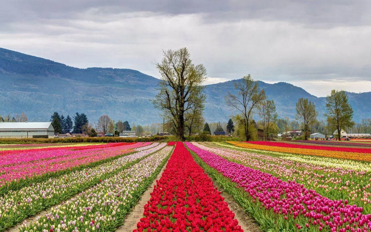 Bookkeeping and CFO Services Bookkeeping Chilliwack